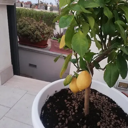 Terrazza Santoro Per La Vostra Estate Da Sogno!!! Вьесте